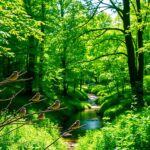 birds in forest sounds